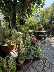 Sarina Park (D14), Terrace #598239781